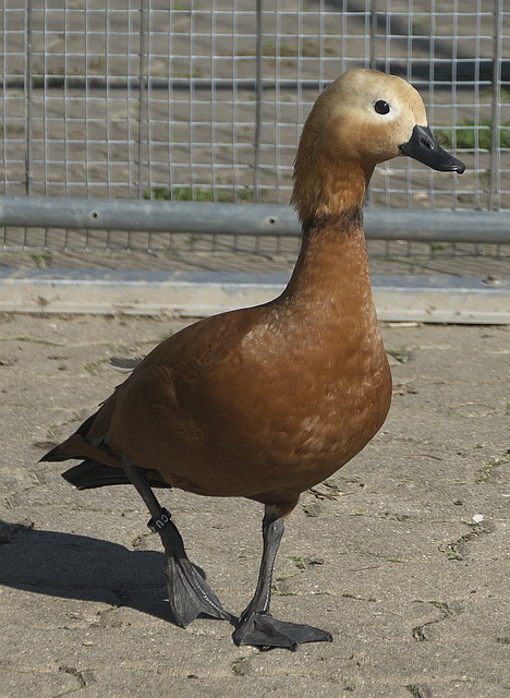能够在关键